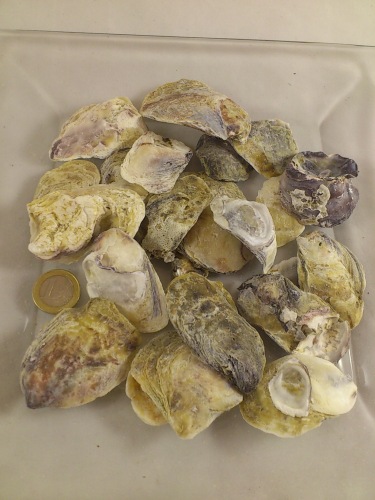 Oesterschelp Talaba 4-5 cm 200 gr.